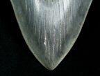 Huge, Serrated Megalodon Tooth #4567-2